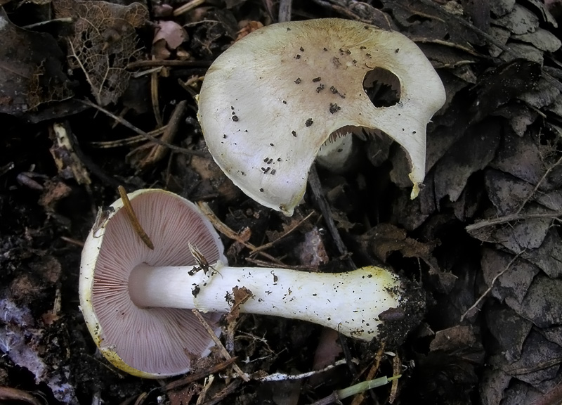 Agaricus semotus